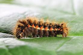 Attēlu rezultāti vaicājumam “Acronicta rumicis”