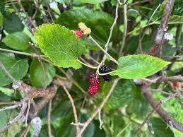 Attēlu rezultāti vaicājumam “Morus alba leaf”