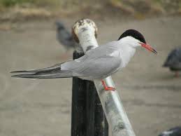 Attēlu rezultāti vaicājumam “Sterna hirundo adult”