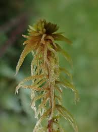 Attēlu rezultāti vaicājumam “Sphagnum teres”