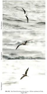 Image result for Pterodroma feae