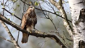 Attēlu rezultāti vaicājumam “Buteo buteo”