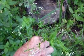 Attēlu rezultāti vaicājumam “Galium elongatum”
