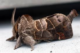 Attēlu rezultāti vaicājumam “Clostera pigra”