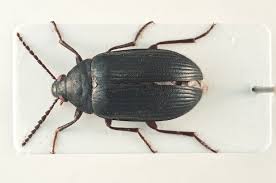 Attēlu rezultāti vaicājumam “Prionychus ater”