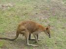 Agile Wallaby (Macropus agilis)