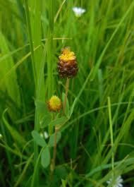 Attēlu rezultāti vaicājumam “Trifolium spadiceum”