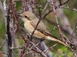 Image result for Lanius isabellinus