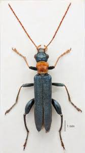 Attēlu rezultāti vaicājumam “Oedemera croceicollis”