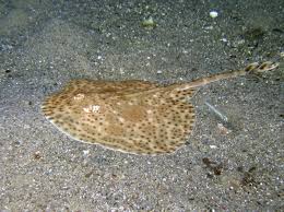 Image result for Raja brachyura