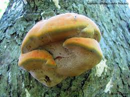 Attēlu rezultāti vaicājumam “Inonotus radiatus”