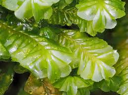 Attēlu rezultāti vaicājumam “Bryum pallens sporophyte”