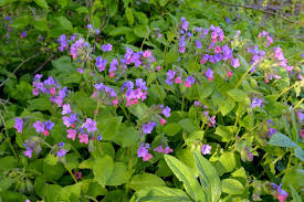 Attēlu rezultāti vaicājumam “Pulmonaria obscura leaf”