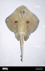 Image result for Raja radula