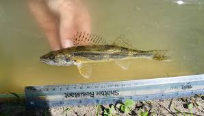 Image result for Sander canadensis