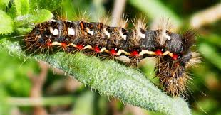 Attēlu rezultāti vaicājumam “Acronicta rumicis imago”