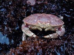 Image result for Cancer borealis