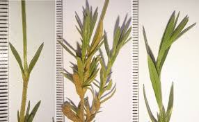 Attēlu rezultāti vaicājumam “Cerastium arvense leaf”