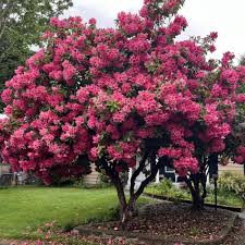 Attēlu rezultāti vaicājumam “rhododendron”