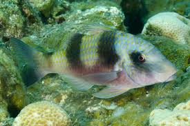 Image result for Parupeneus trifasciatus