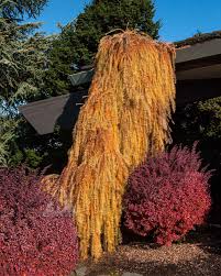 Attēlu rezultāti vaicājumam “Larix decidua flower”