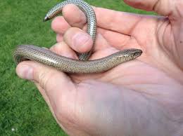 Attēlu rezultāti vaicājumam “Anguis fragilis adult”