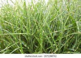 Image result for Miscanthus sinensis Zebrina