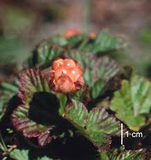 Attēlu rezultāti vaicājumam “Rubus chamaemorus fruit”