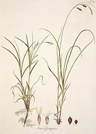 Attēlu rezultāti vaicājumam “Cribraria ferruginea”