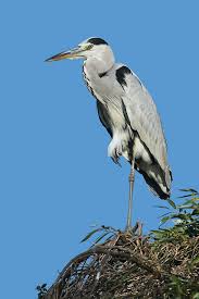 Attēlu rezultāti vaicājumam “Ardea cinerea”