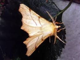 Attēlu rezultāti vaicājumam “Ennomos erosaria”