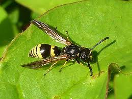 Attēlu rezultāti vaicājumam “Symmorphus sp.”