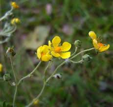 Image result for Potentilla argentea