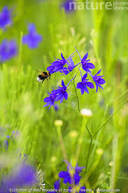 Attēlu rezultāti vaicājumam “Consolida regalis flower”