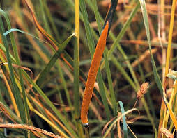 Attēlu rezultāti vaicājumam “Comatricha ellae stalked”