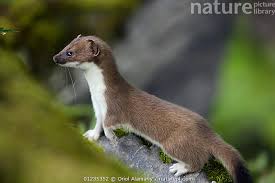 Attēlu rezultāti vaicājumam “Mustela erminea”