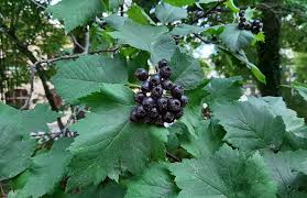 Attēlu rezultāti vaicājumam “Crataegus macracantha fruit”