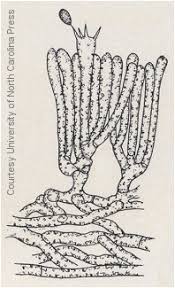 Attēlu rezultāti vaicājumam “Clavaria fumosa”