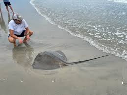 Image result for Bathytoshia centroura