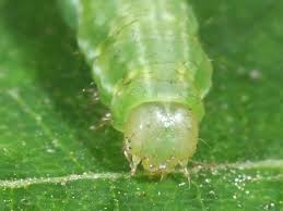 Attēlu rezultāti vaicājumam “Anticollix sparsata”