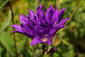 Attēlu rezultāti vaicājumam “Campanula glomerata leaf”