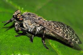 Attēlu rezultāti vaicājumam “Haematopota sp.”