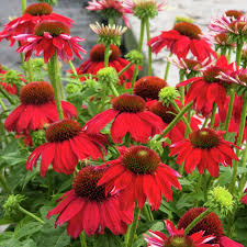 Image result for Sonnenhut