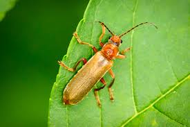 Attēlu rezultāti vaicājumam “Cantharis figurata”