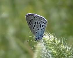 Attēlu rezultāti vaicājumam “Phengaris arion upperside”