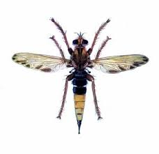 Attēlu rezultāti vaicājumam “Asilus crabroniformis”