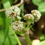 Attēlu rezultāti vaicājumam “Sanicula europaea fruit”