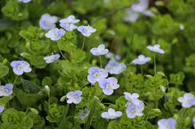 Attēlu rezultāti vaicājumam “Veronica filiformis”