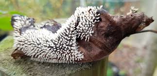 Attēlu rezultāti vaicājumam “Diachea leucopodia young”