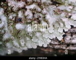 Attēlu rezultāti vaicājumam “Physconia enteroxantha”